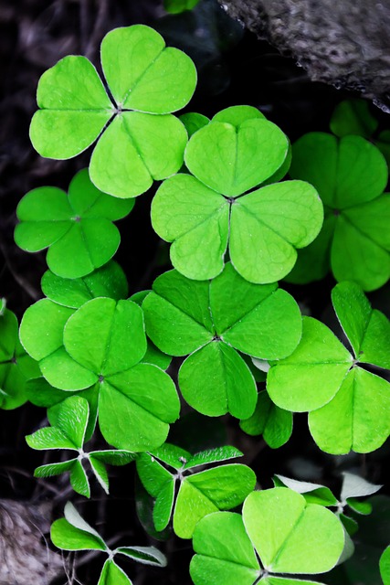 irish-640x480-66661056.jpeg