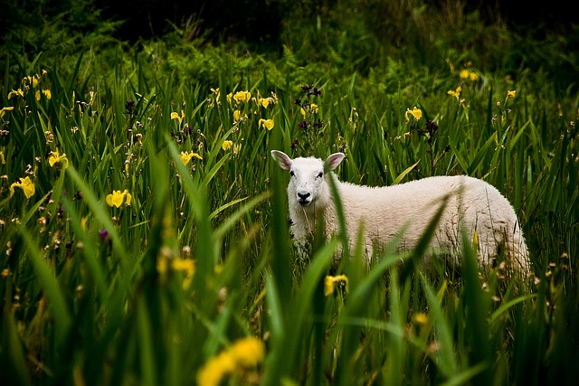 irish-640x480-75388924.jpeg