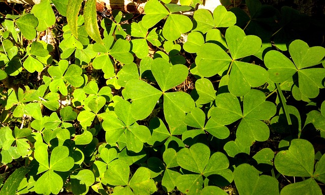 irish