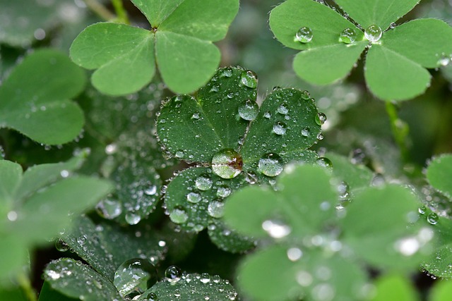 irish-640x480-47872025.jpeg