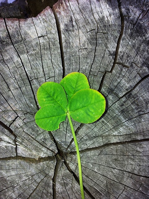 irish