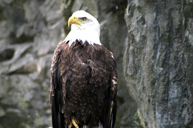 patriotic