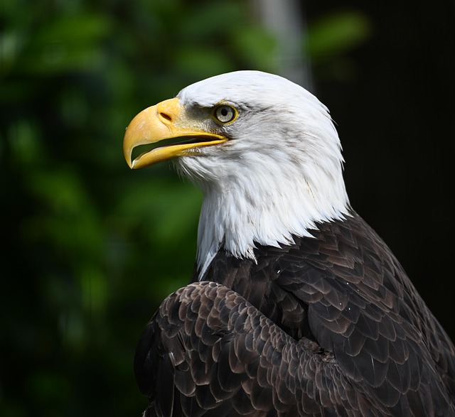 american eagle american flag