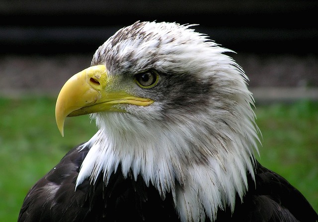 american eagle and flag
