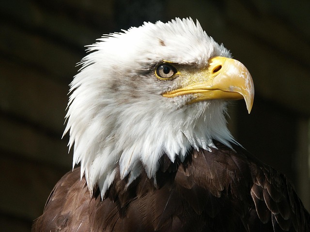 american eagle and flag