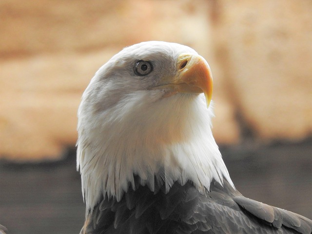 american-eagle-american-flag-640x480-42461570.jpeg