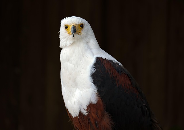 american eagle and flag