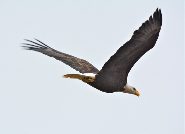 american eagle and flag