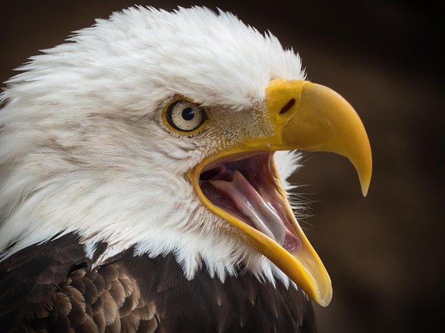 american eagle and flag