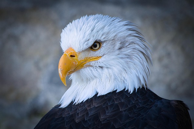 american eagle and flag
