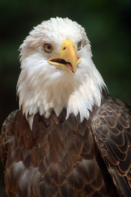 american eagle and flag