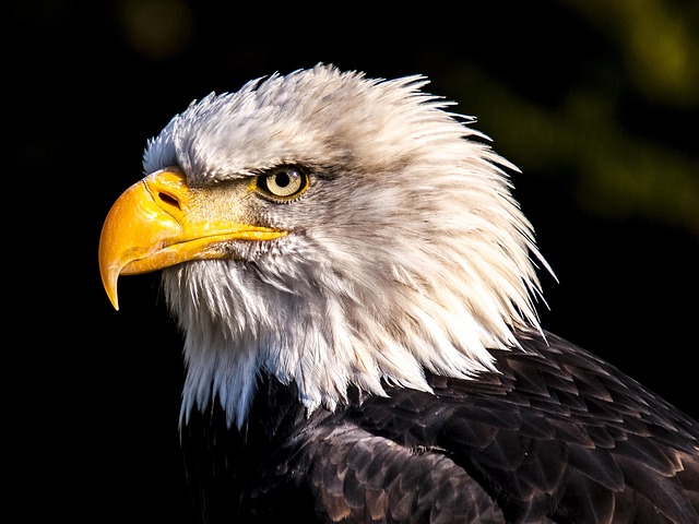 american eagle and flag