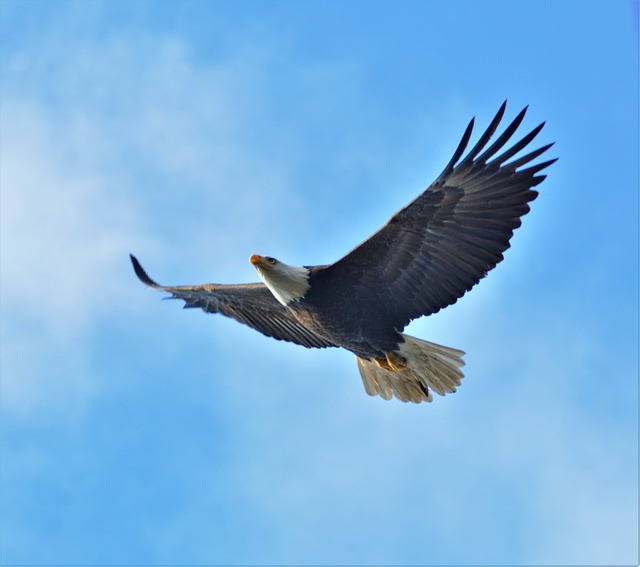 american eagle and flag