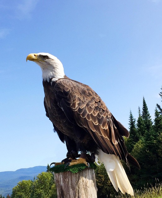 american eagle and flag