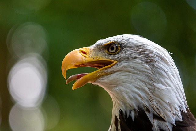 american eagle and flag