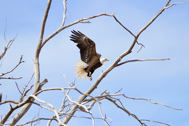 american eagle american flag
