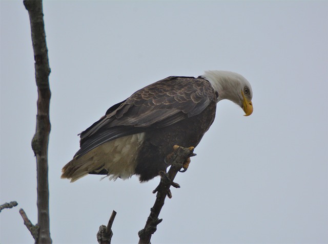 american eagle american flag