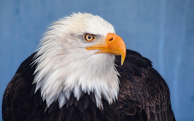 american-eagle-and-flag-640x480-11425237.jpeg
