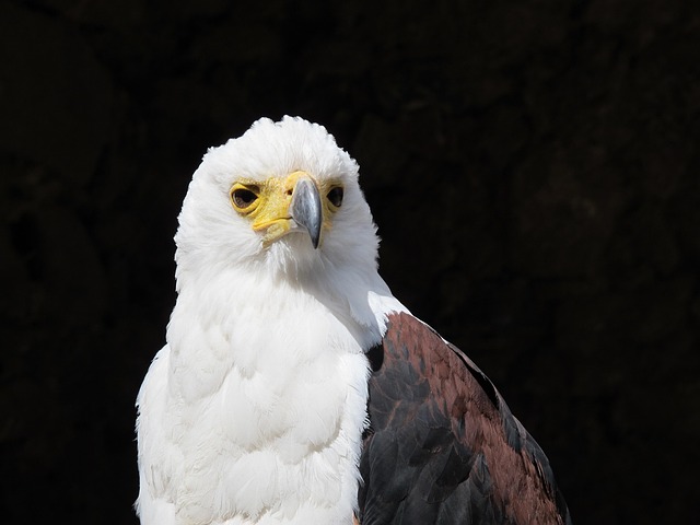american eagle and flag