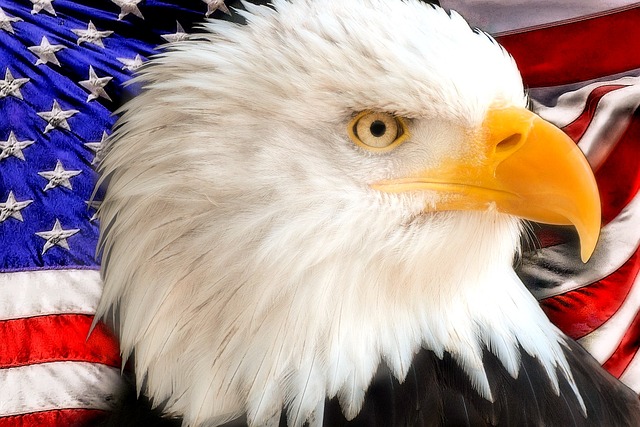 american eagle and flag