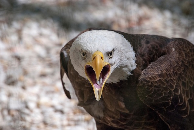 american eagle and flag
