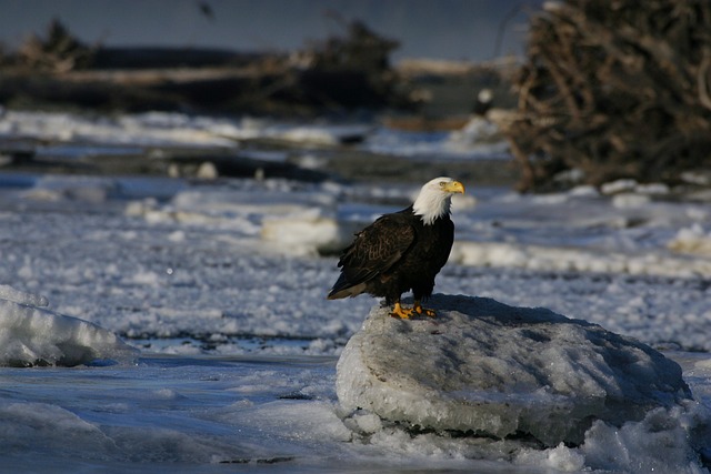 american eagle and flag