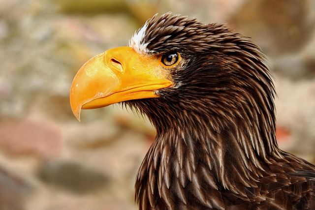 american eagle and flag