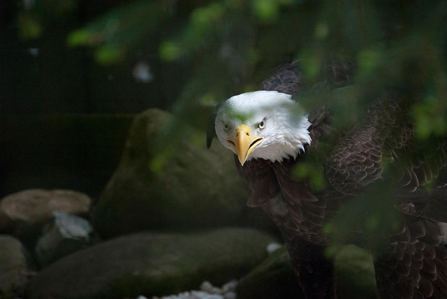 american eagle and flag