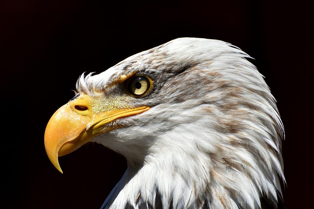 american eagle and flag