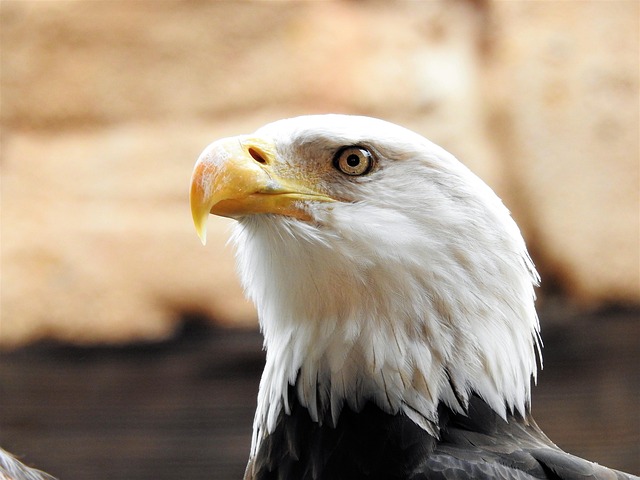 american eagle and flag
