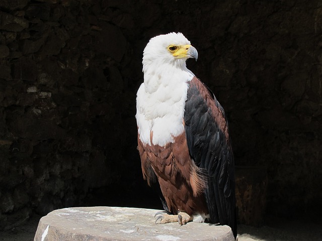 american-eagle-american-flag-640x480-84642501.jpeg