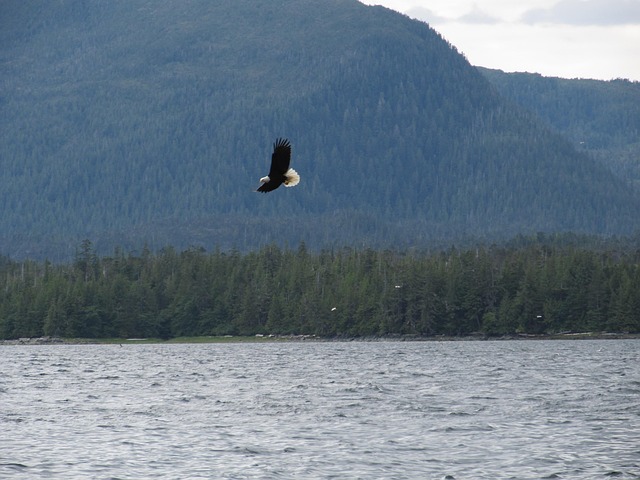 american eagle and flag