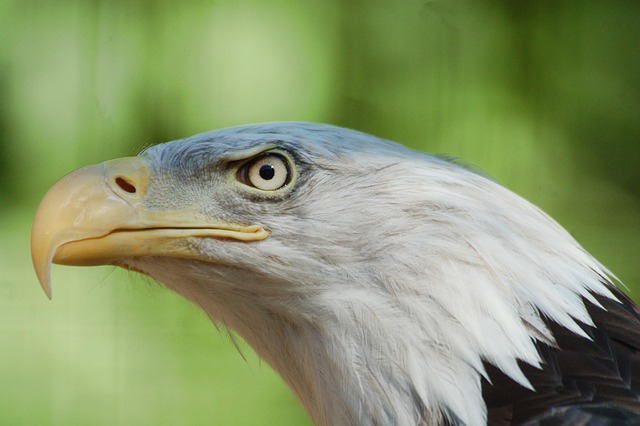 american eagle and flag