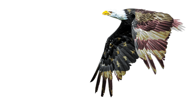 american eagle american flag