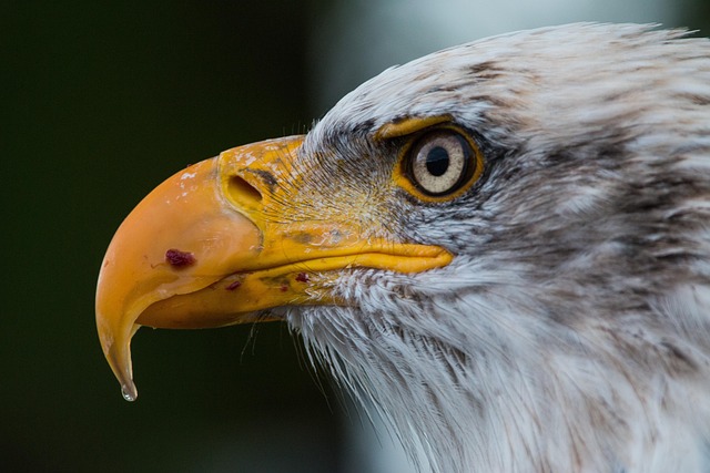 american eagle and flag