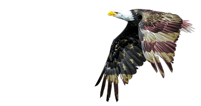 american eagle and flag