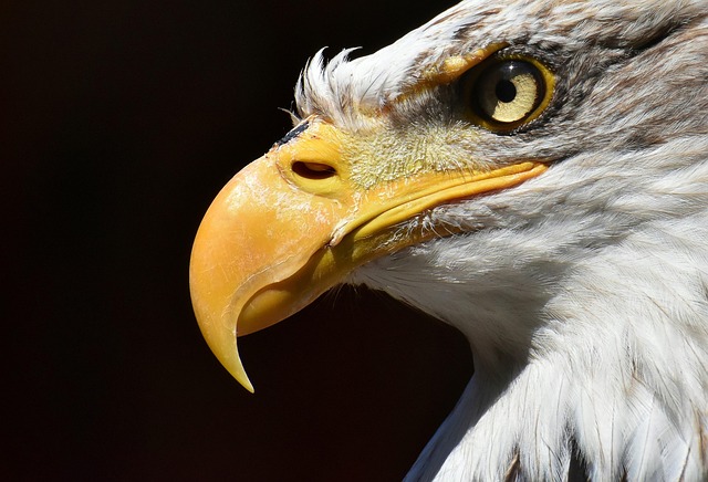american eagle and flag