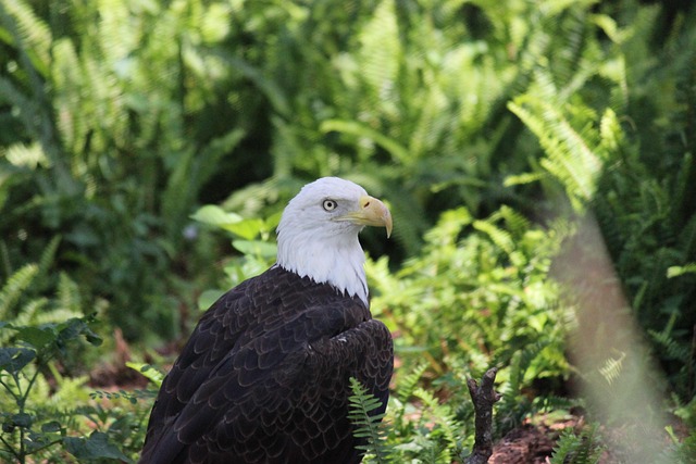 american-eagle-american-flag-640x480-79410934.jpeg