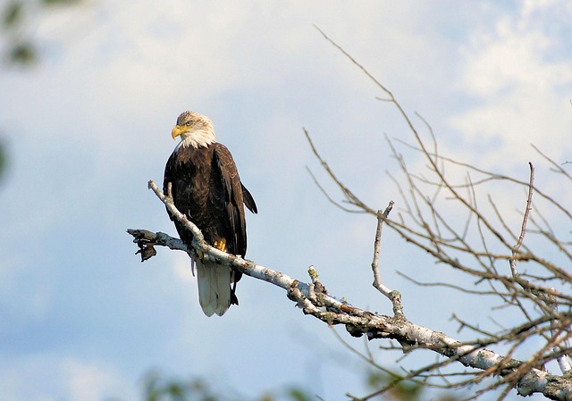 american eagle and flag