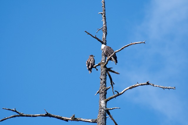 american eagle and flag