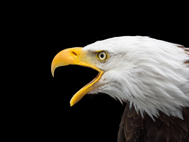 american-eagle-and-flag-640x480-97357558.jpeg