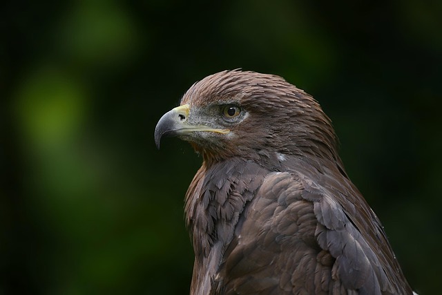 american eagle and flag