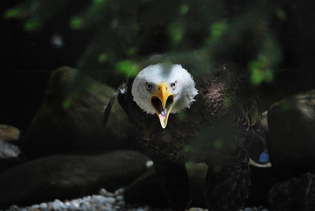 american eagle and flag