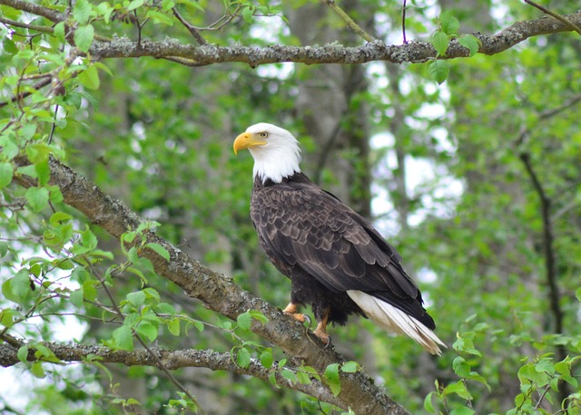american eagle and flag
