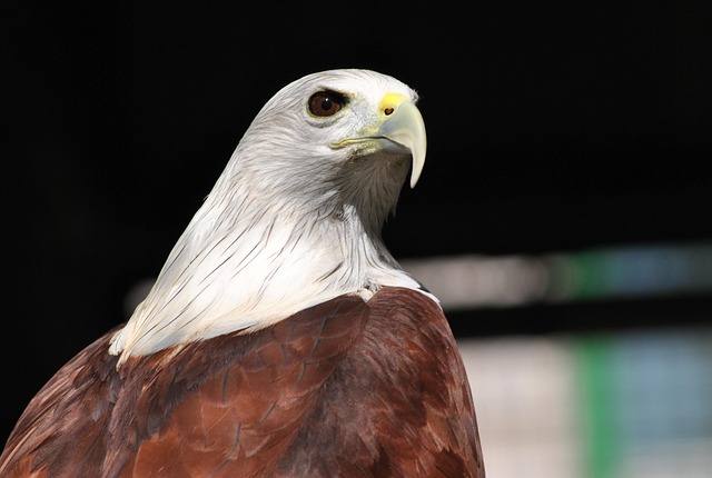 american eagle and flag