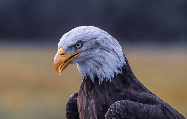 american eagle and flag