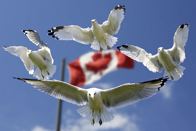 ss-flags-640x480-58226899.jpeg