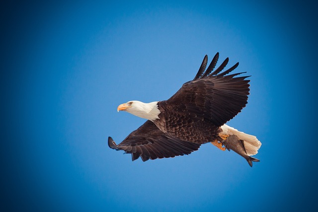 Trump flag with eagle and slogan