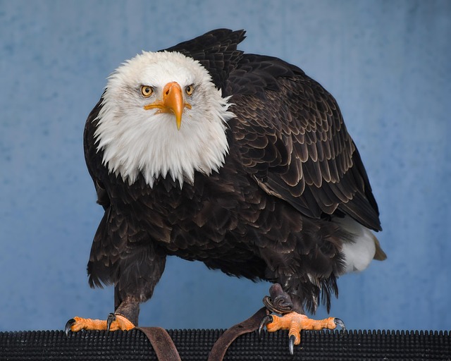 trump-flag-with-eagle-and-slogan-640x480-98949469.jpeg