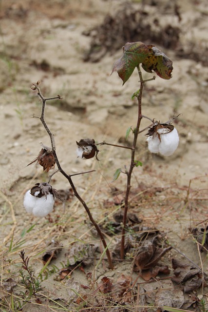 Cotton Rebel Flags